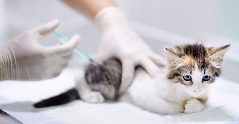 پت شاپ مینگو