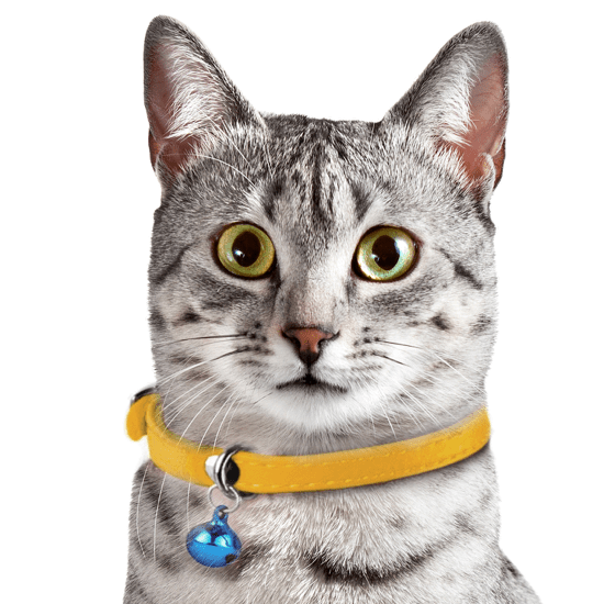 پت شاپ مینگو