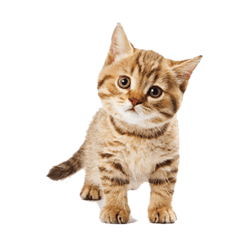 پت شاپ مینگو