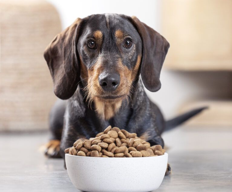 پت شاپ مینگو