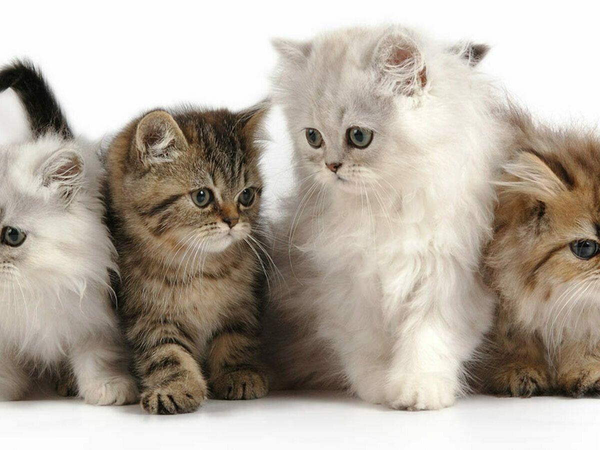 پت شاپ مینگو