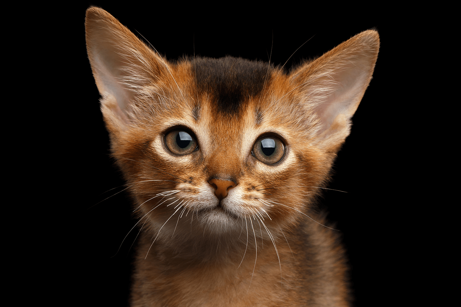 پت شاپ مینگو