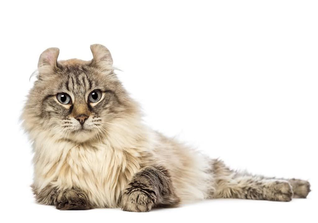 پت شاپ مینگو