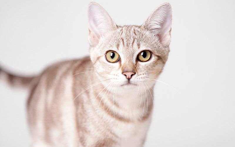 پت شاپ مینگو