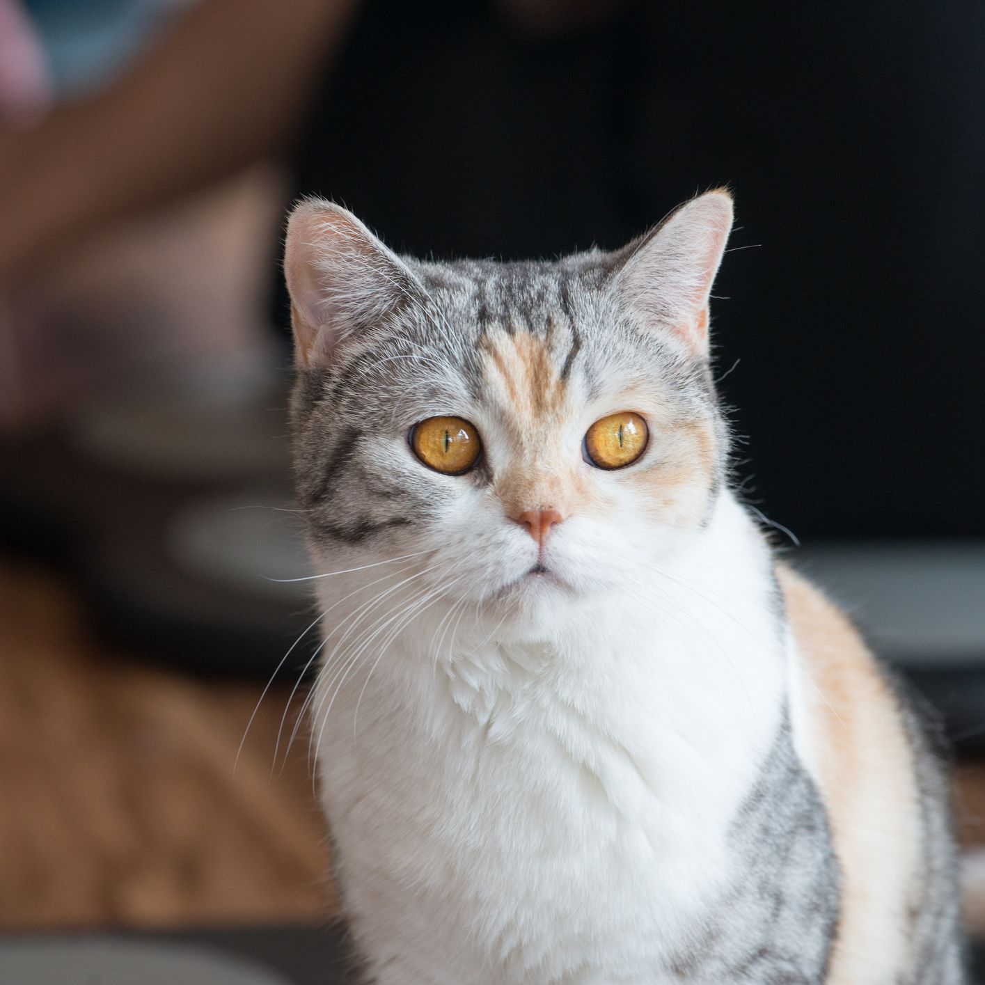 پت شاپ مینگو