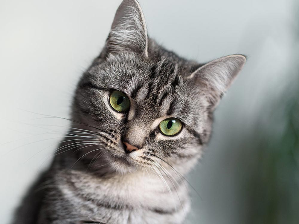 پت شاپ مینگو