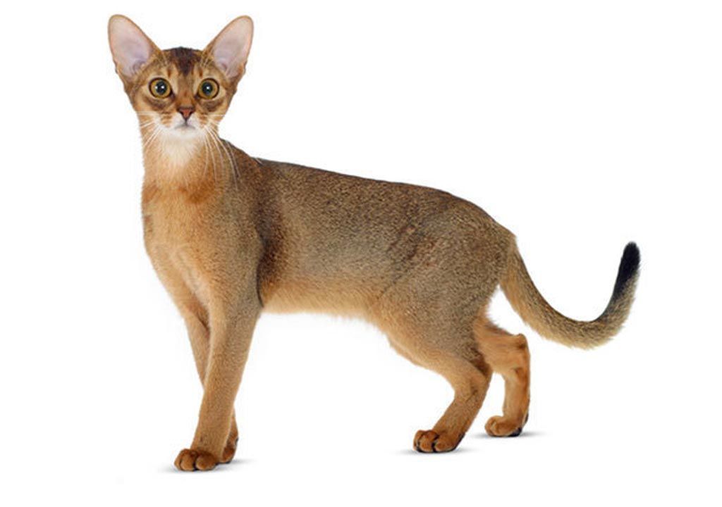 پت شاپ مینگو