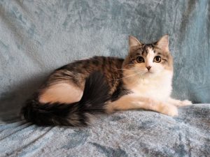 پت شاپ مینگو