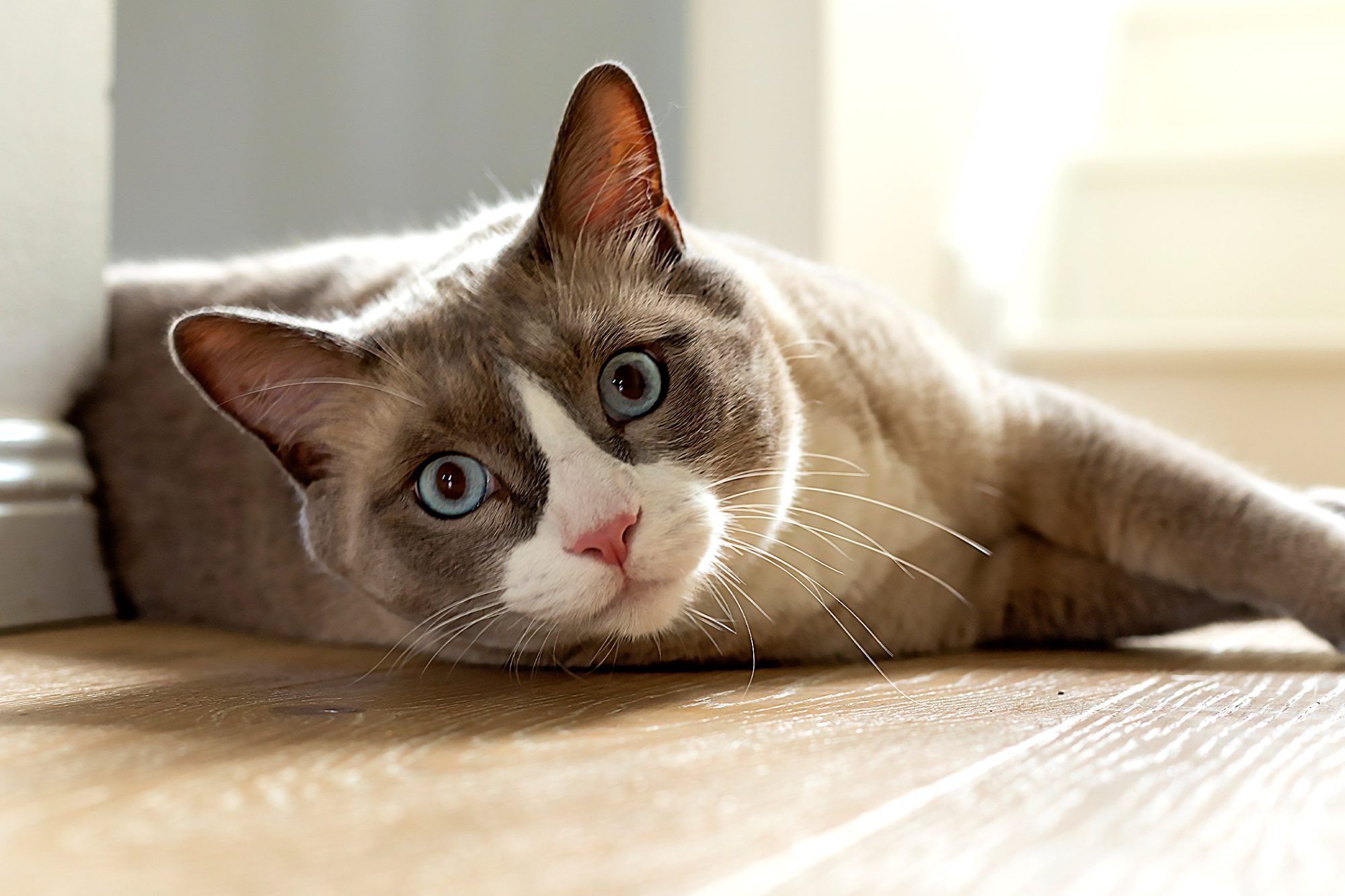 پت شاپ مینگو