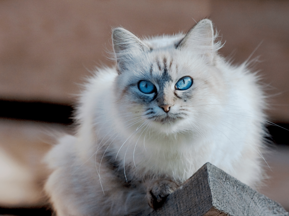 پت شاپ مینگو