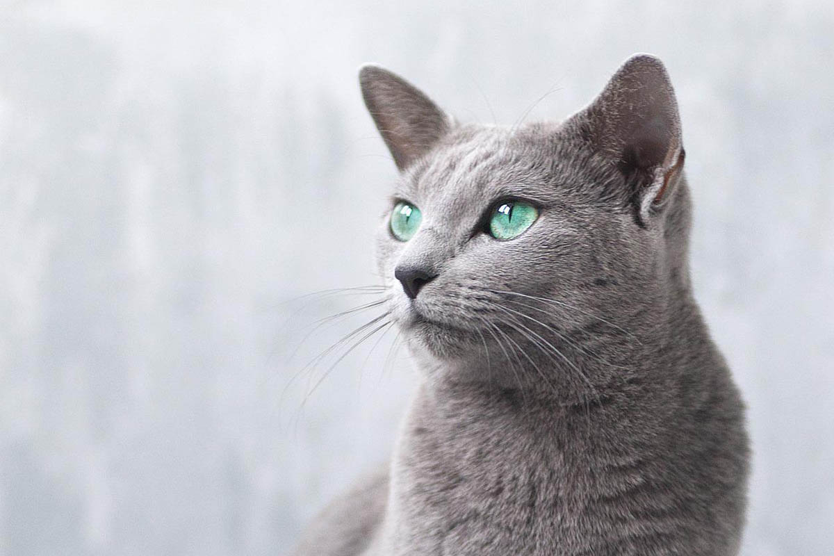 پت شاپ مینگو