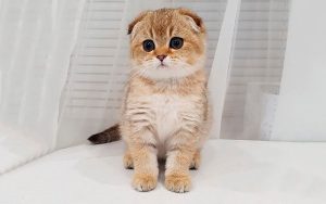 نژآد گربه استریت اسکاتلندی Scottish Straight