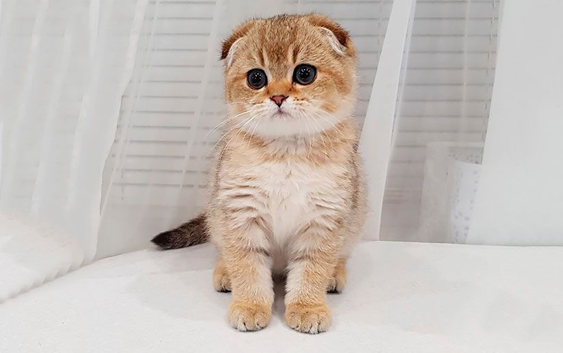 نژآد گربه استریت اسکاتلندی Scottish Straight