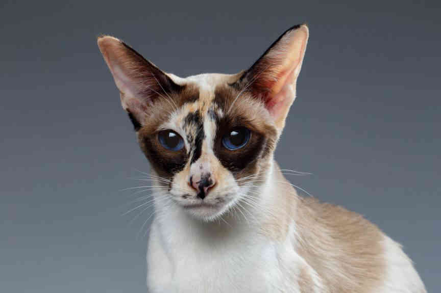 پت شاپ مینگو