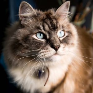 پت شاپ مینگو