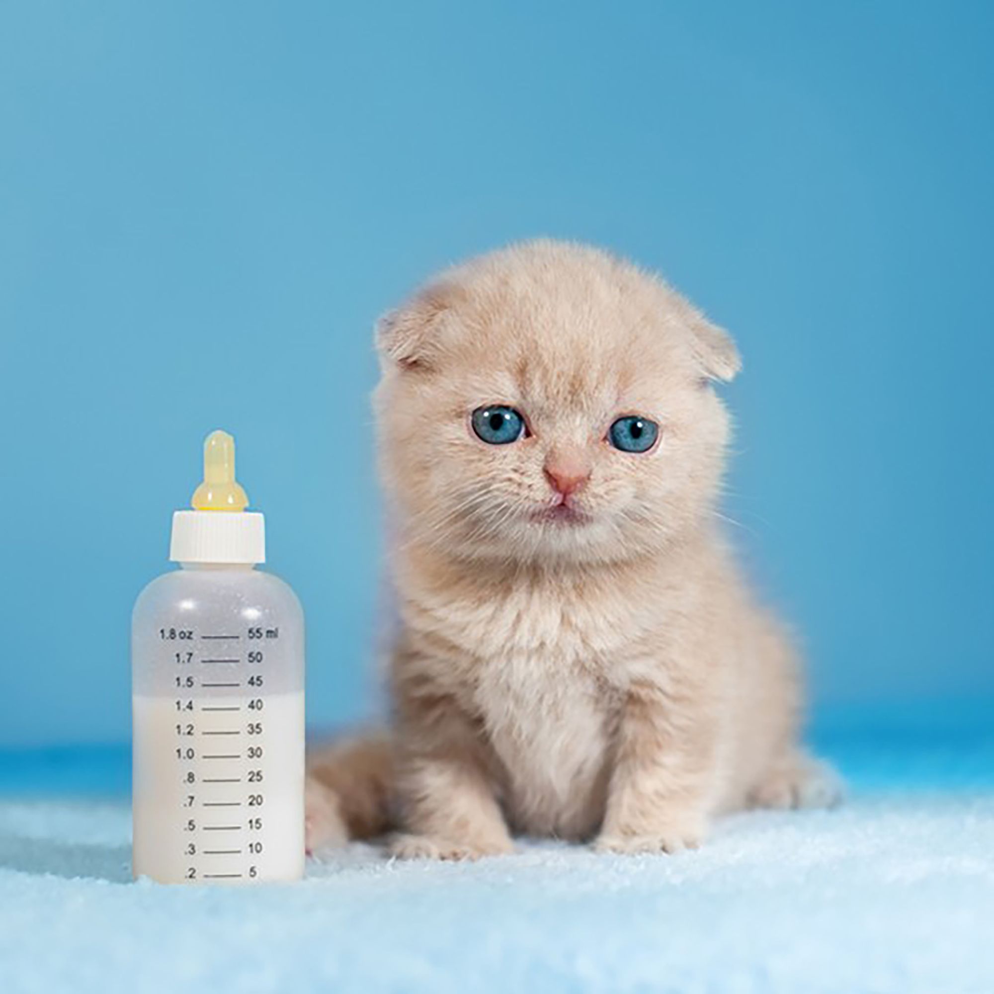 پت شاپ مینگو