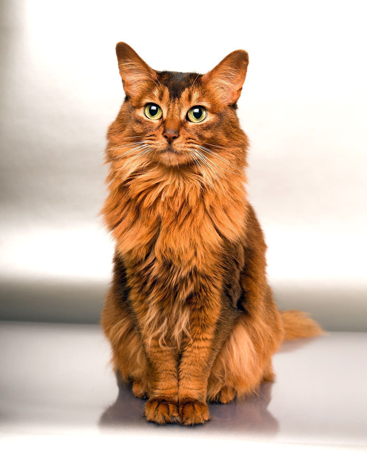 پت شاپ مینگو