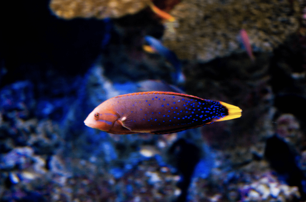 پت شاپ مینگو