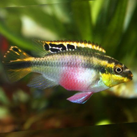 پت شاپ مینگو