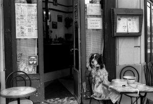 غذای سگ عقیم شده