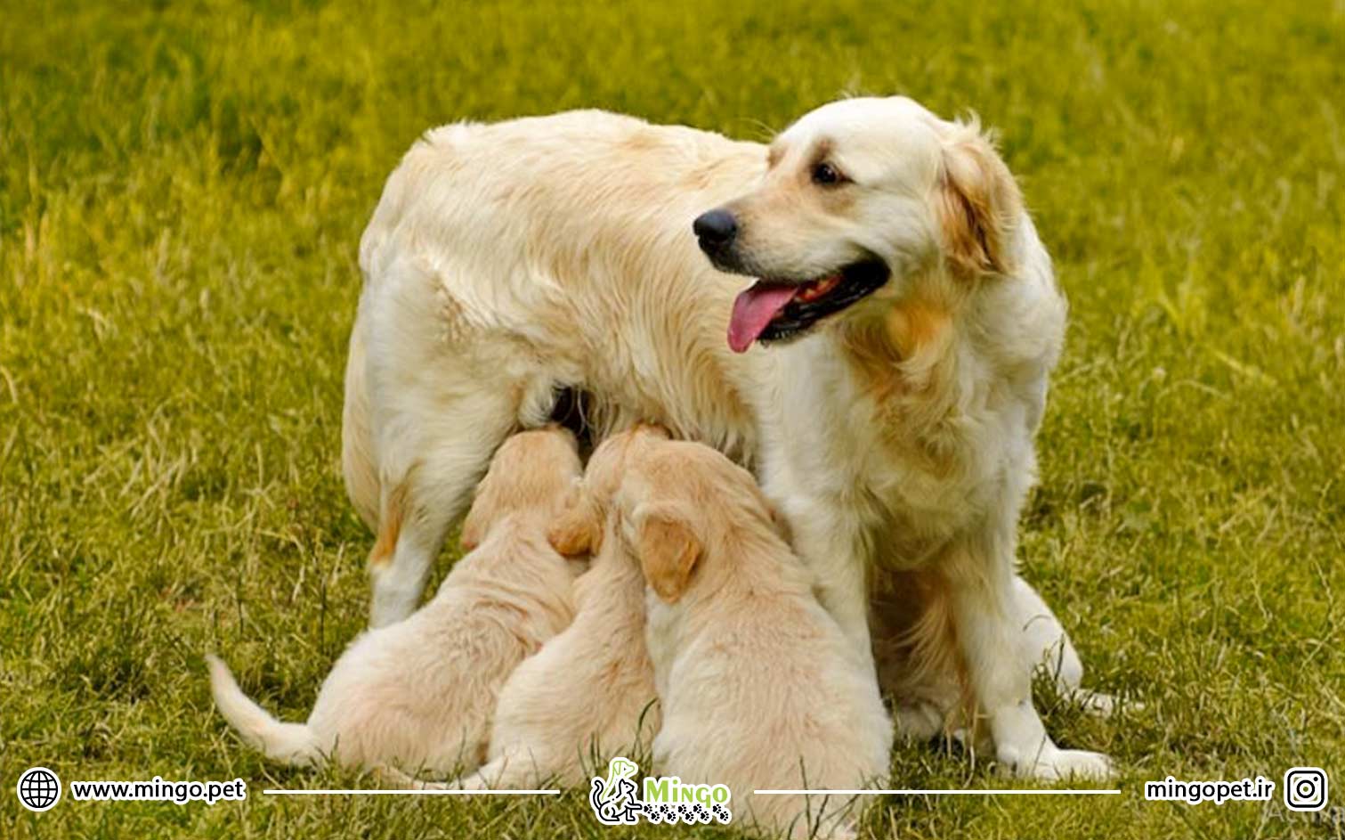 تغذیه مناسب سگ بعد از زایمان