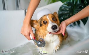 بهداشت توله سگ