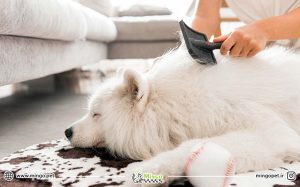 بهداشت توله سگ