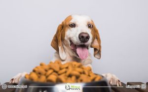 تغذیه غذای سگ