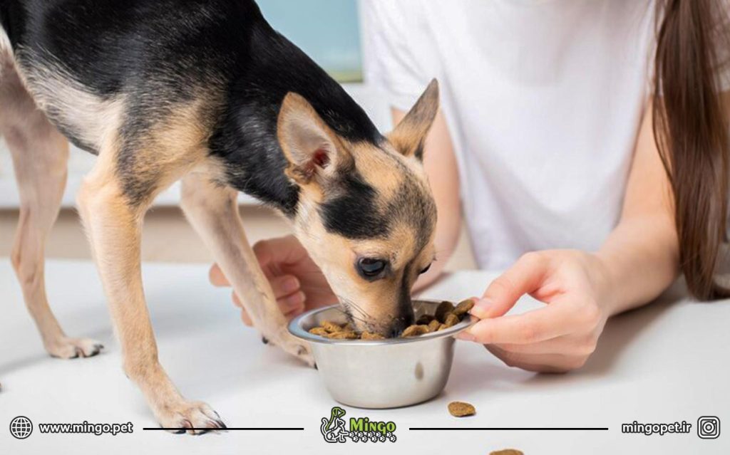 تغذیه غذای سگ