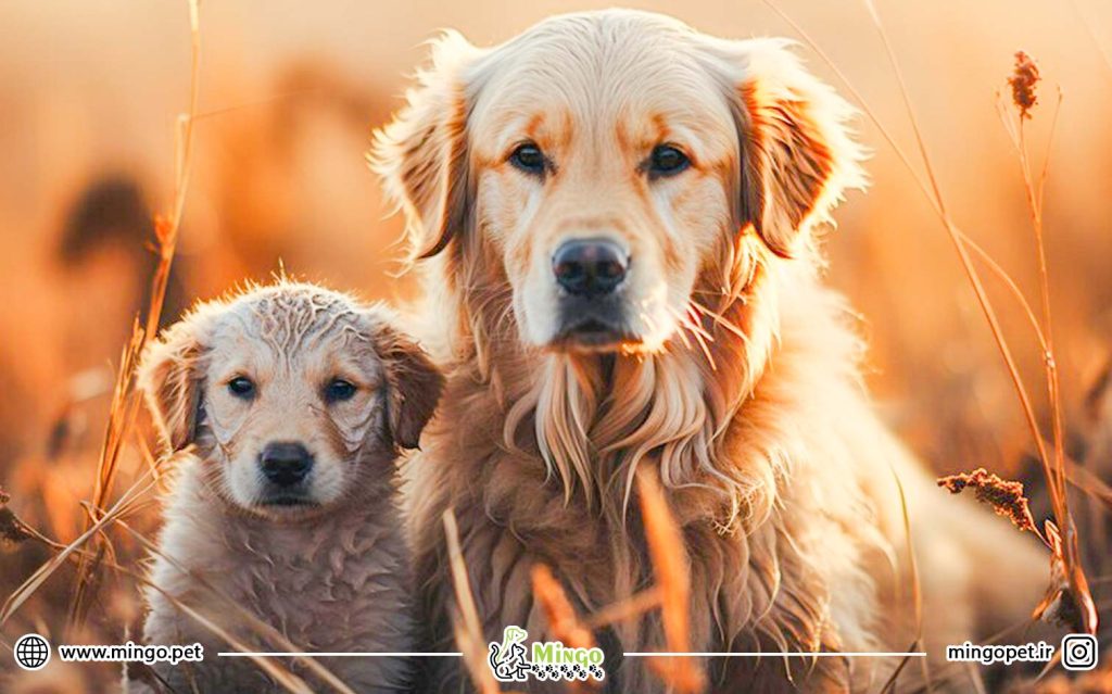 آیا باید سگ بالغ بگیرم یا توله سگ؟