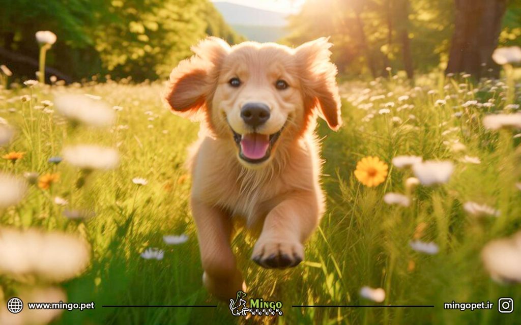 لوازم جانبی سگ