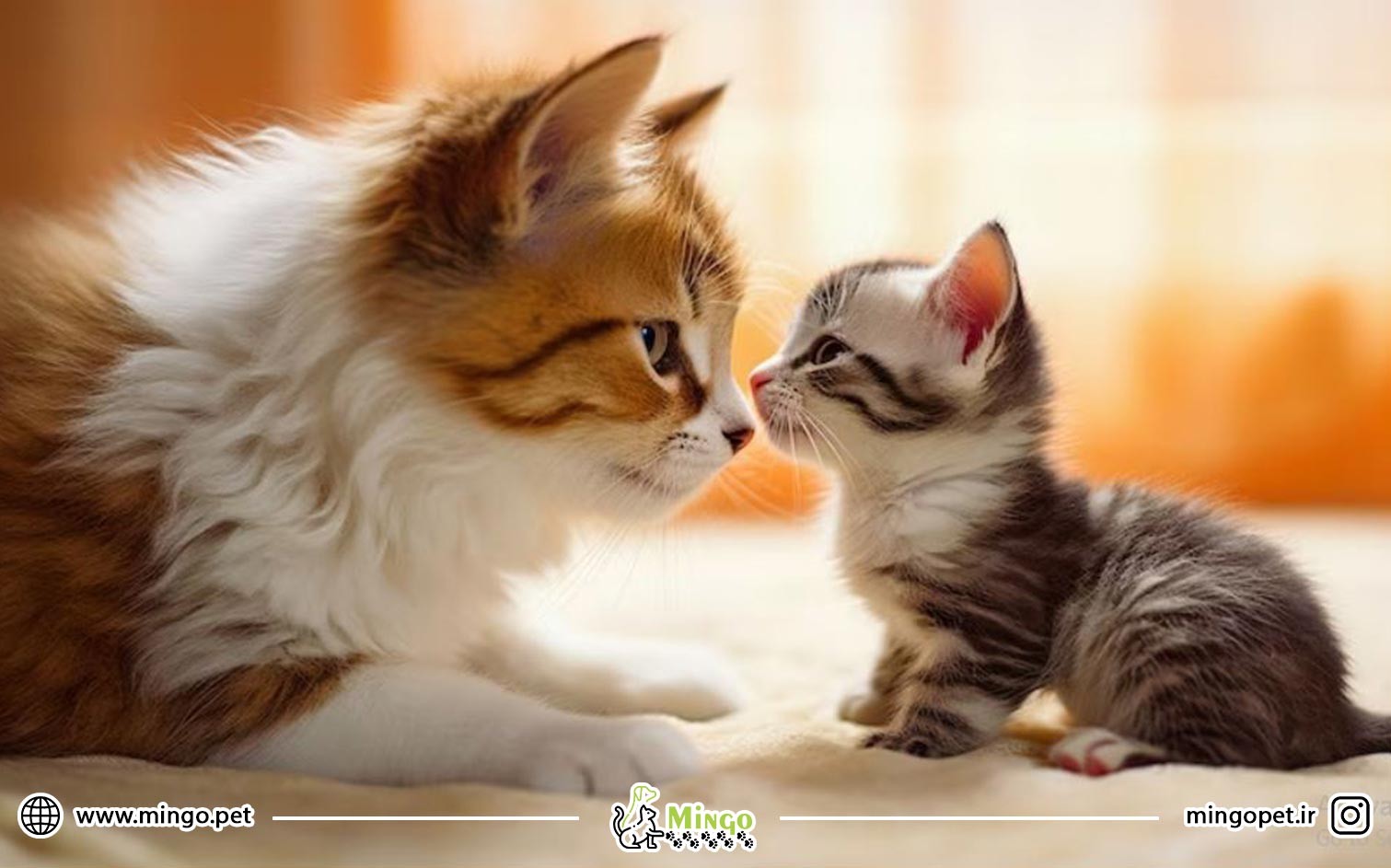 غذای مناسب گربه باردار