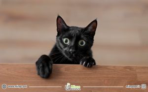 مکمل و ویتامینه گربه ها