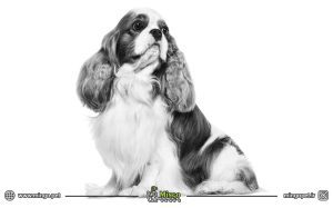 کاوالیر کینگ چارلز