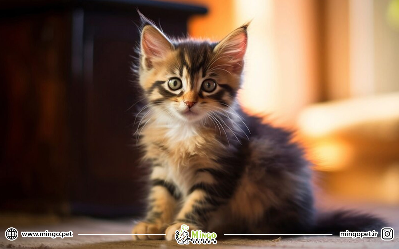 غذای خشک بچه گربه