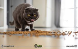 فواید غذای خشک گربه