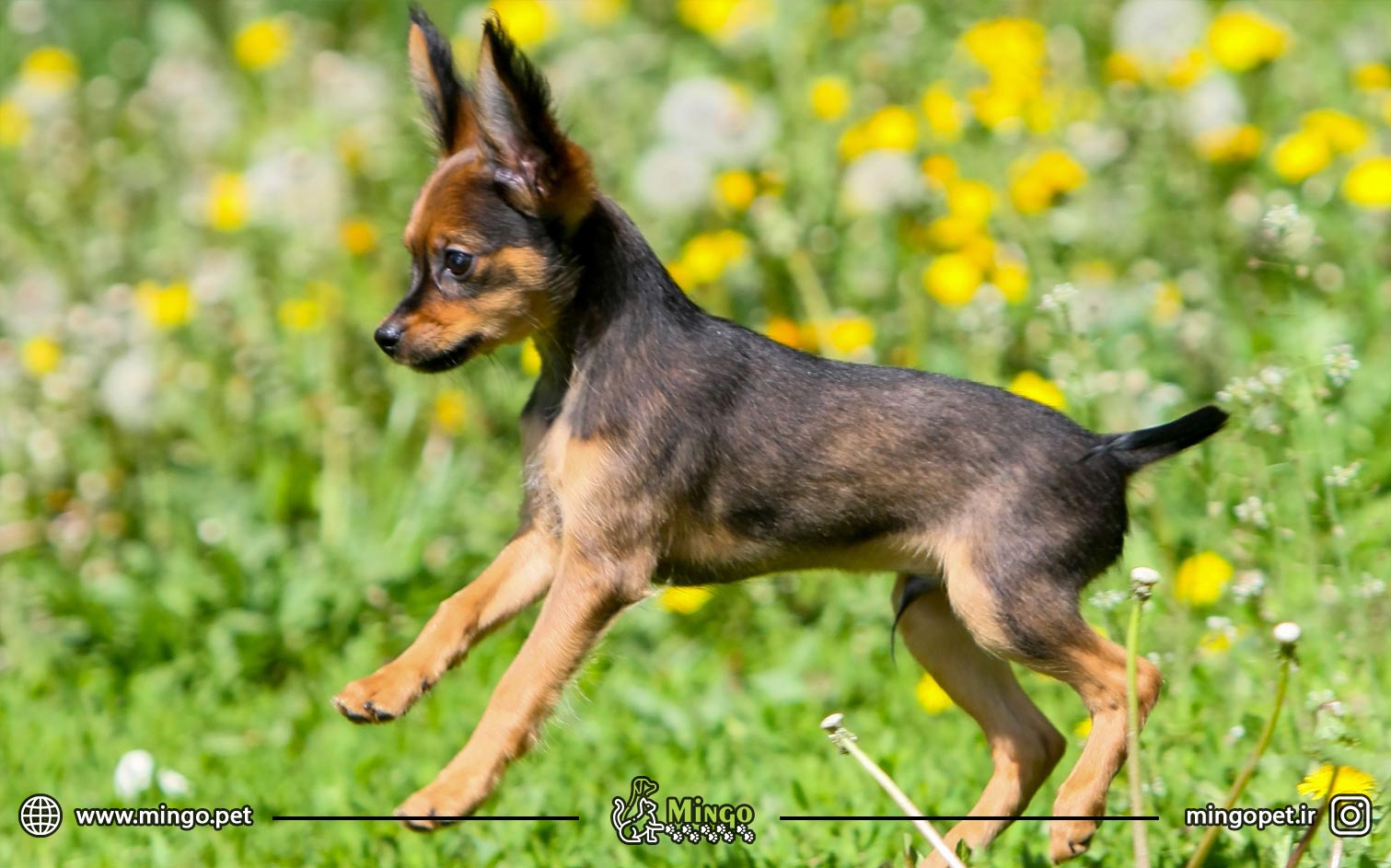 راسکی توی تریر