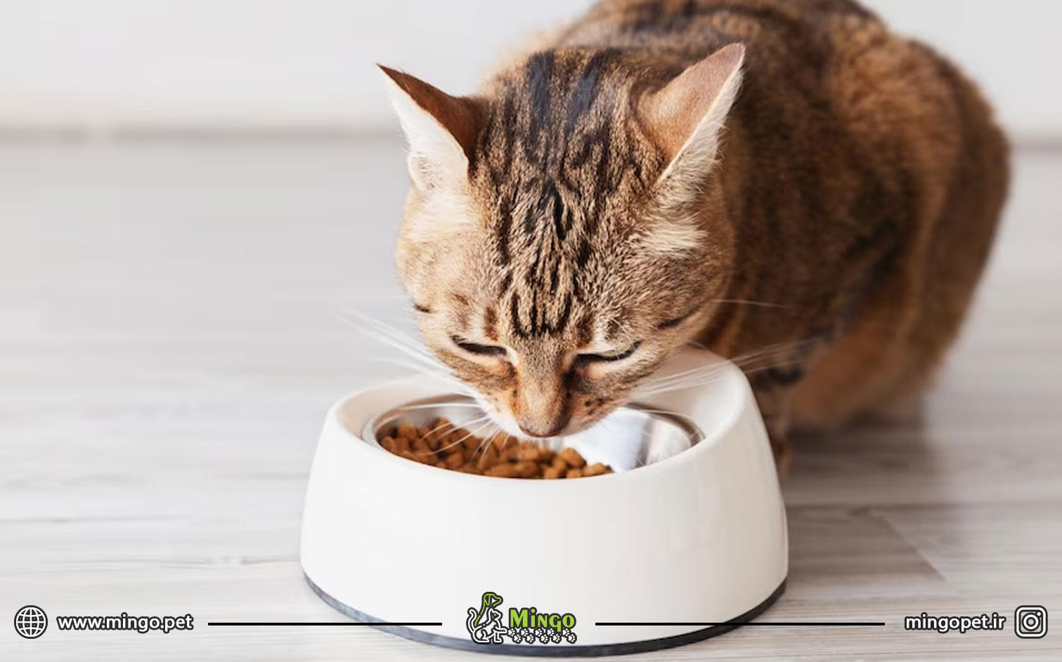 غذای خشک گربه