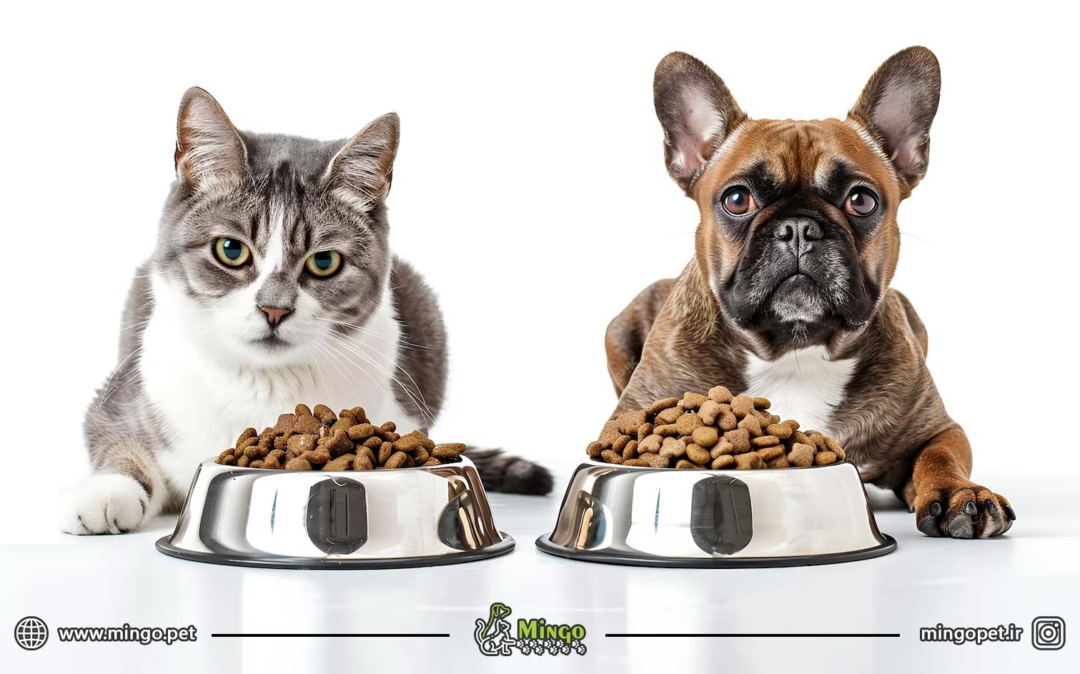 غذای سگ و گربه