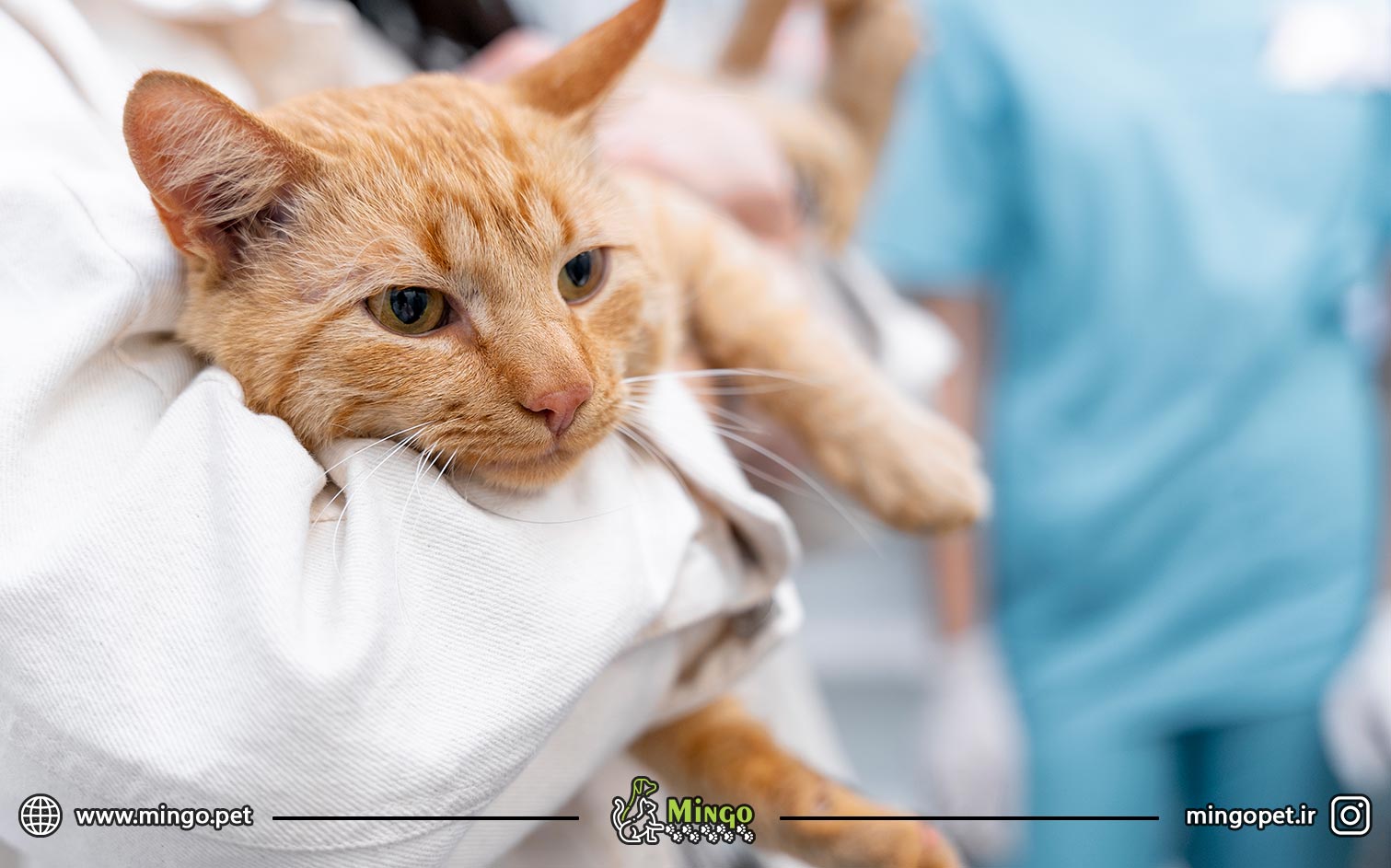 گربه عقیم سازی