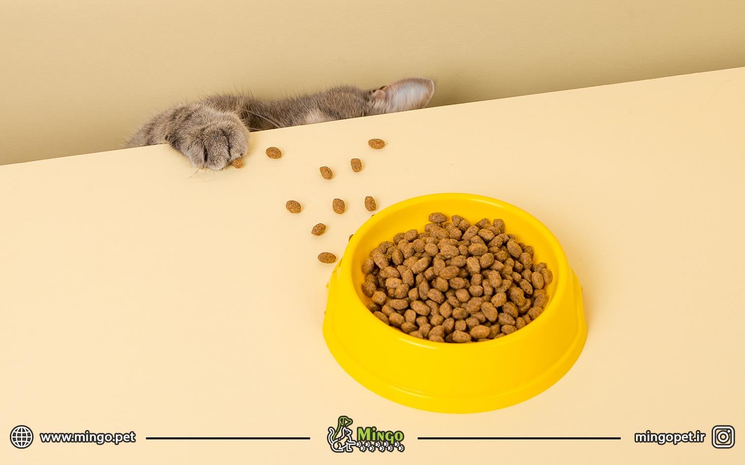غذای خشک گربه