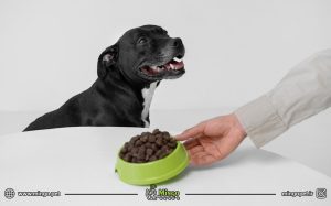 شستن ظرف سگ