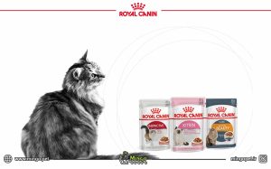 غذای گربه رویال کنین