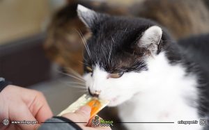 تشویقی گربه