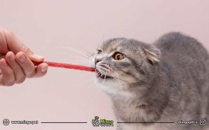 تشویقی گربه