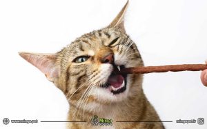 تشویقی گربه