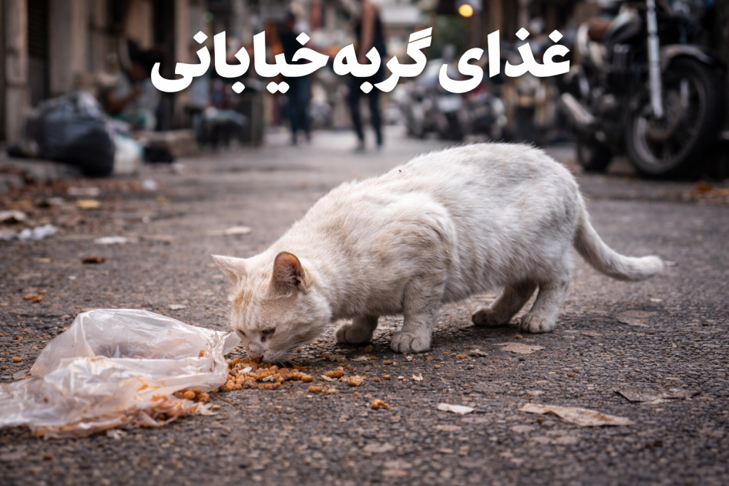 غذای گربه خیابانی